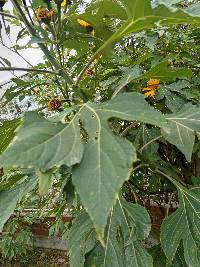 Tithonia diversifolia image