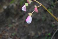 Begonia parcifolia image