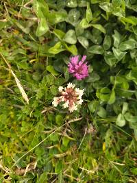 Trifolium pratense image