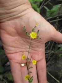 Youngia japonica image