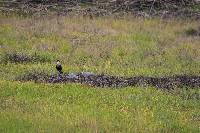 Caracara plancus image