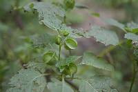 Nicandra physalodes image