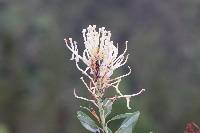 Oreocallis grandiflora image