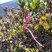 Bejaria resinosa image