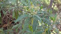 Baccharis latifolia image