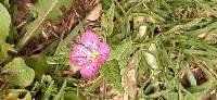 Oenothera rosea image