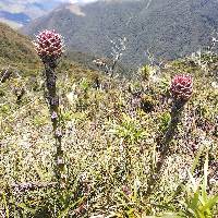 Puya eryngioides image