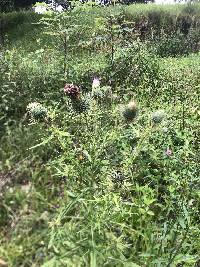 Cirsium vulgare image