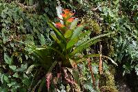 Guzmania gloriosa image