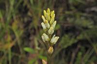 Harperocallis falcata image