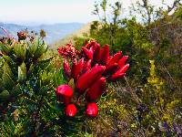 Bejaria resinosa image