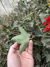 Passiflora manicata image