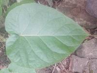 Solanum betaceum image