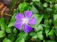 Vinca major image