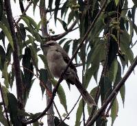 Mimus gilvus image