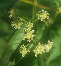 Lippia americana image