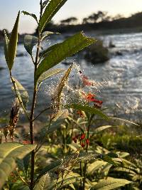 Asclepias curassavica image