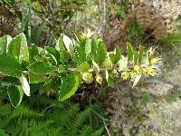 Macleania salapa image