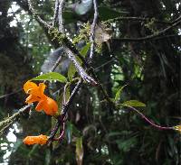 Columnea strigosa image