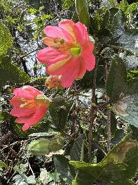 Passiflora mathewsii image