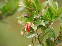 Cavendishia bracteata image