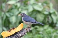 Turdus reevei image