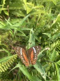 Anartia amathea image