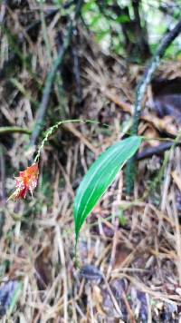 Lepanthes hirtzii image