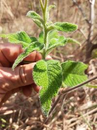 Heliotropium rufipilum image