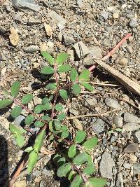 Euphorbia lasiocarpa image