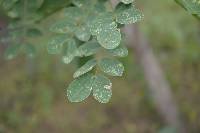 Leucaena leucocephala image