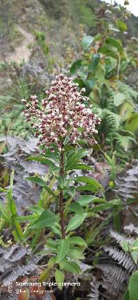 Baccharis oblongifolia image