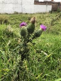 Cirsium vulgare image