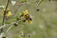 Apis mellifera image