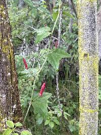 Passiflora sanguinolenta image