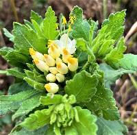 Cantua quercifolia image