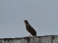 Turdus chiguanco image