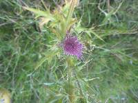 Cirsium vulgare image