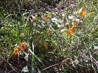 Thunbergia alata image