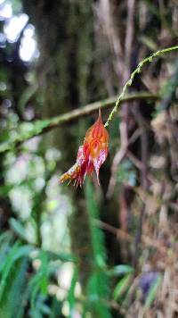 Lepanthes hirtzii image