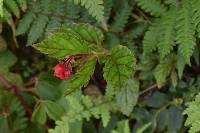 Begonia urticae image