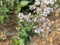 Valeriana microphylla image