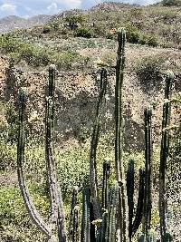 Trichocereus macrogonus image