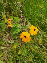 Thunbergia alata image