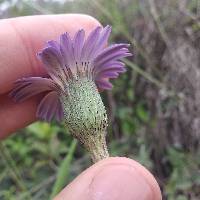 Onoseris speciosa image