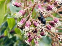 Baccharis latifolia image