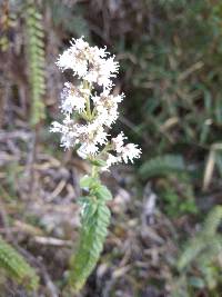 Valeriana microphylla image