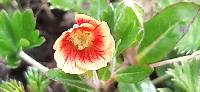 Oenothera epilobiifolia image