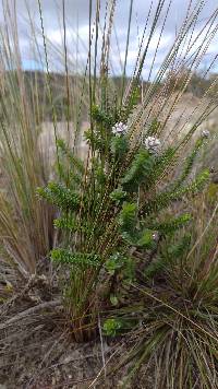 Valeriana microphylla image