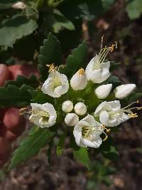 Cantua quercifolia image